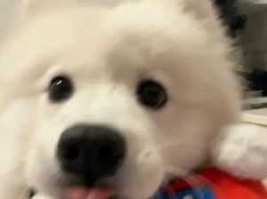 可可爱爱蹦蹦跳跳！可爱浓度超标！