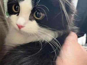 好萌好萌的奶牛猫