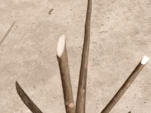 你看我捡到的这根棍子，超酷的！