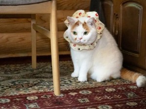 偷感好重的可爱胖猫猫！