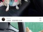 小狗长途坐车真的会变得沧桑